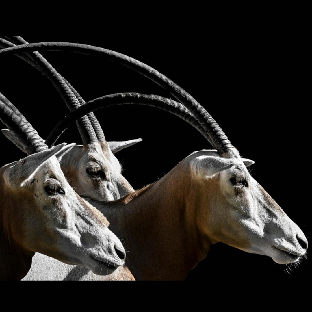 Oblicza dzikiej natury